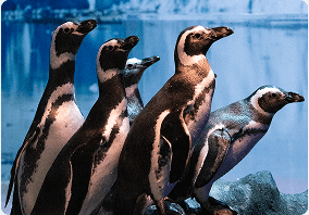 Oceanic Aquarium
